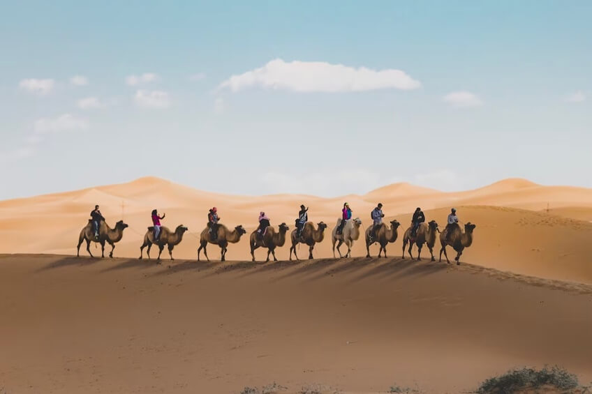 Dubai Desert Camels